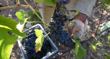 Detrás del caso Fecovita-Iberte: las duras consecuencias para la vitivinicultura nacional