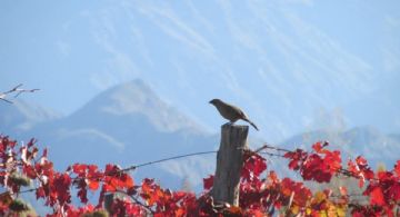 Fin de semana otoñal para Mendoza
