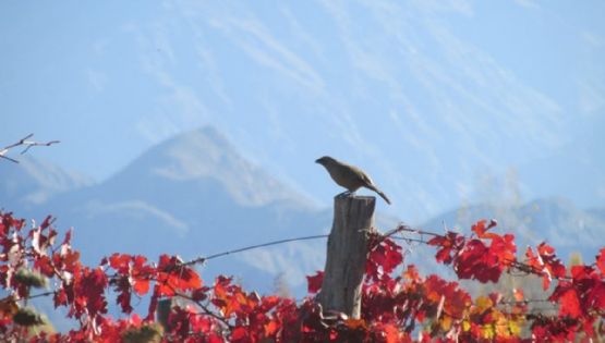 Fin de semana otoñal para Mendoza
