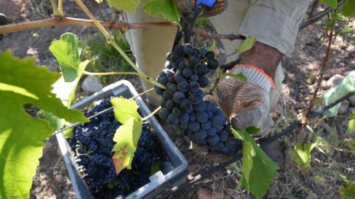 Detrás del caso Fecovita-Iberte: las duras consecuencias para la vitivinicultura nacional