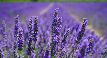 Cuatro hierbas de jardín para atraer energía positiva