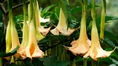 Foto ilustrativa de la nota titulada: Floripondio: belleza hipnótica con un veneno oculto