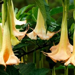Floripondio: belleza hipnótica con un veneno oculto