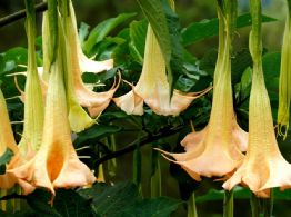 Floripondio: belleza hipnótica con un veneno oculto