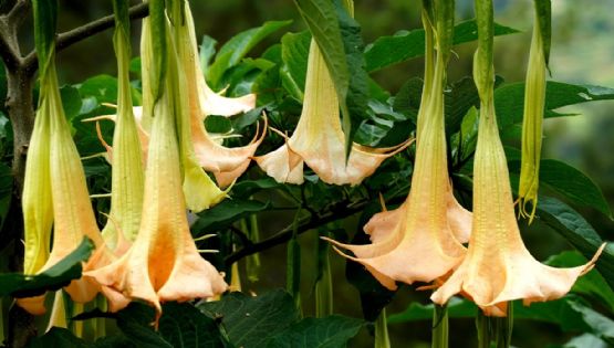 Floripondio: belleza hipnótica con un veneno oculto