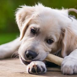 Por qué algunos perros esconden comida en diferentes lugares de la casa
