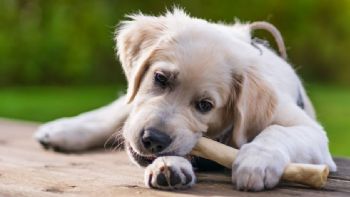 Seis consejos clave para proteger a tus mascotas en estas Fiestas