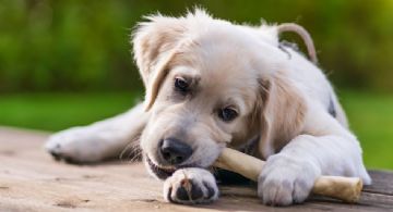 Por qué algunos perros esconden comida en diferentes lugares de la casa