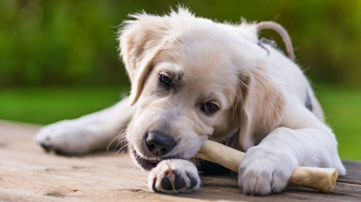 Por qué algunos perros esconden comida en diferentes lugares de la casa