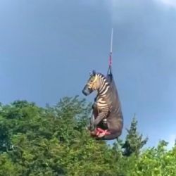 La increíble historia de Ed, la cebra "voladora" que se volvió viral 