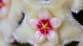 Foto ilustrativa de la nota titulada: Clepia: cómo cuidar esta planta con flores de nácar