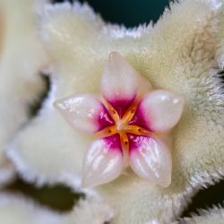 Clepia: cómo cuidar esta planta con flores de nácar