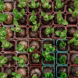 Huerta para principiantes: cinco hortalizas para cultivar en maceta