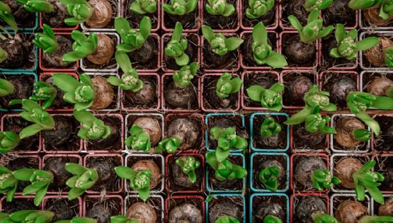 Huerta para principiantes: cinco hortalizas para cultivar en maceta