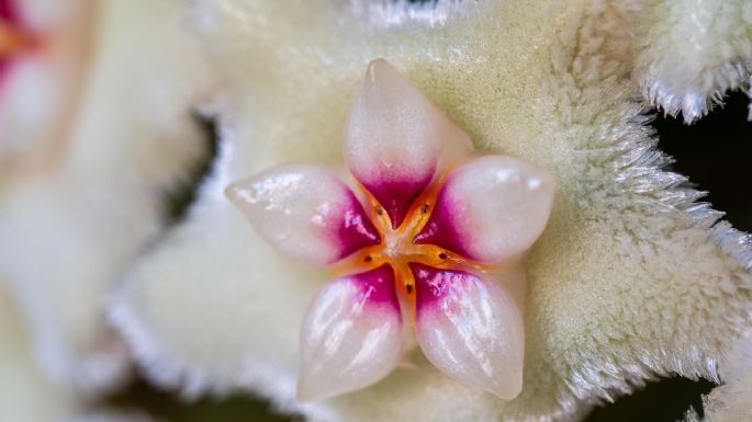 Clepia: cómo cuidar esta planta con flores de nácar