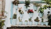 Foto ilustrativa de la nota titulada: Jardín vertical perfecto: cinco plantas para un diseño espectacular