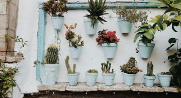 Jardín vertical perfecto: cinco plantas para un diseño espectacular