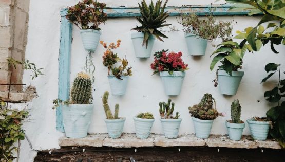 Jardín vertical perfecto: cinco plantas para un diseño espectacular