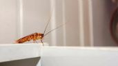 Foto ilustrativa de la nota titulada: El truco casero para eliminar los insectos de la cocina 
