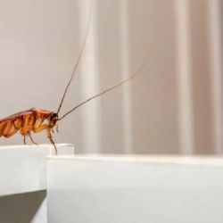 El truco casero para eliminar los insectos de la cocina 