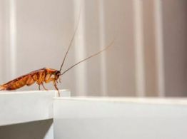 El truco casero para eliminar los insectos de la cocina 