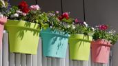 Foto ilustrativa de la nota titulada: Balcón verde: cinco plantas ideales para crear un pequeño oasis