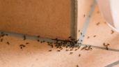 Foto ilustrativa de la nota titulada: Cinco trucos para eliminar la hormigas del interior de la casa