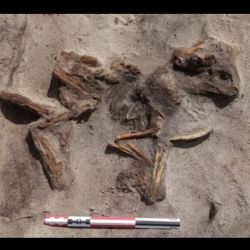 Quería ampliar la cochera y encontró un barco tumba vikingo