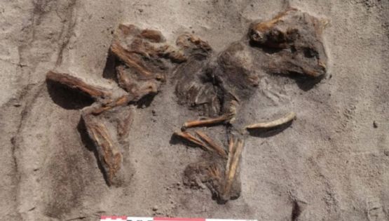 Quería ampliar la cochera y encontró un barco tumba vikingo