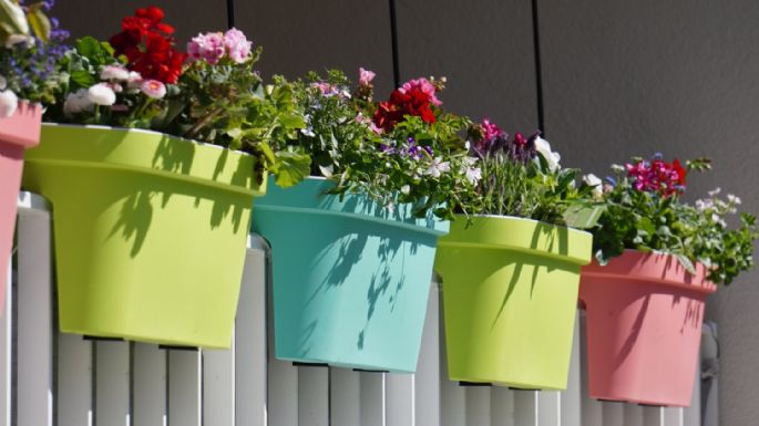 Balcón verde: cinco plantas ideales para crear un pequeño oasis