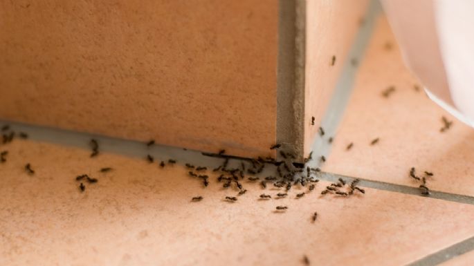 Cinco trucos para eliminar la hormigas del interior de la casa