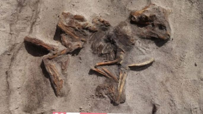 Quería ampliar la cochera y encontró un barco tumba vikingo