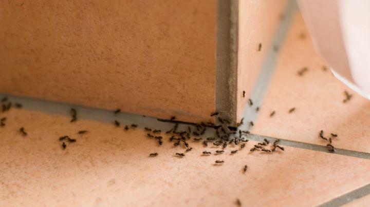 Cinco trucos para eliminar la hormigas del interior de la casa