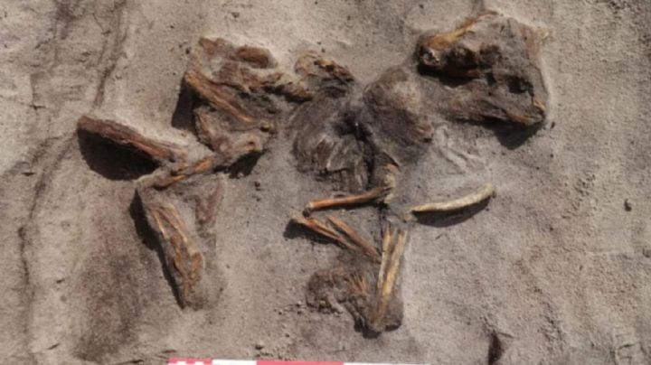 Quería ampliar la cochera y encontró un barco tumba vikingo