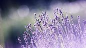 Foto ilustrativa de la nota titulada: Secretos del jardín: cómo evitar que tu lavanda se vuelva leñosa