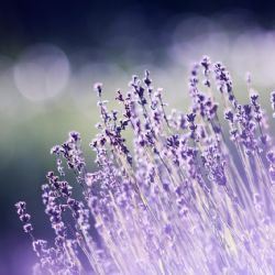 Secretos del jardín: cómo evitar que tu lavanda se vuelva leñosa