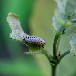 Secretos de jardinero: detergente, un aliado inesperado contra las plagas
