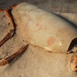 Descubrimiento que revela el amor por las mascotas en la Antigüedad