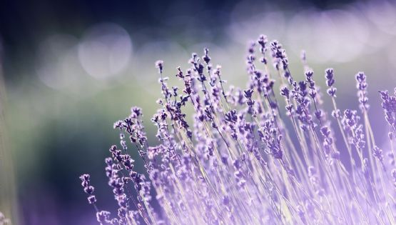 Secretos del jardín: cómo evitar que tu lavanda se vuelva leñosa