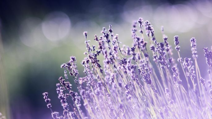Secretos del jardín: cómo evitar que tu lavanda se vuelva leñosa