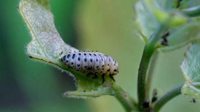 Secretos de jardinero: detergente, un aliado inesperado contra las plagas