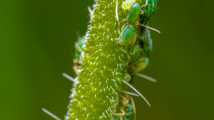 Secretos de jardinero: detergente, un aliado inesperado contra las plagas