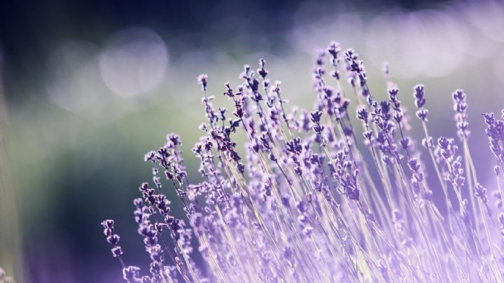 Secretos del jardín: cómo evitar que tu lavanda se vuelva leñosa