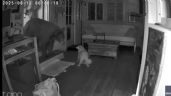 Foto ilustrativa de la nota titulada: Un perro enfrentó a un enorme oso que se había metido en una casa de familia 