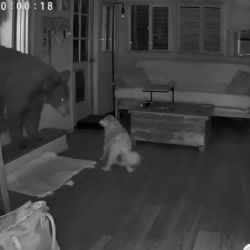 Un perro enfrentó a un enorme oso que se había metido en una casa de familia 