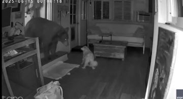 Un perro enfrentó a un enorme oso que se había metido en una casa de familia 