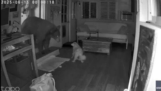 Un perro enfrentó a un enorme oso que se había metido en una casa de familia 