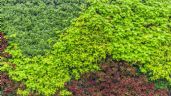Foto ilustrativa de la nota titulada: Cercos verdes: tres plantas ideales para incrementar la privacidad