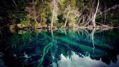 Foto ilustrativa de la nota titulada: Visita obligada: un bosque sumergido en un lago del sur