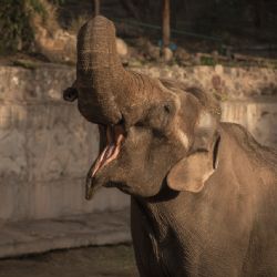 Murió el elefante que un circo abandonó en Mendoza